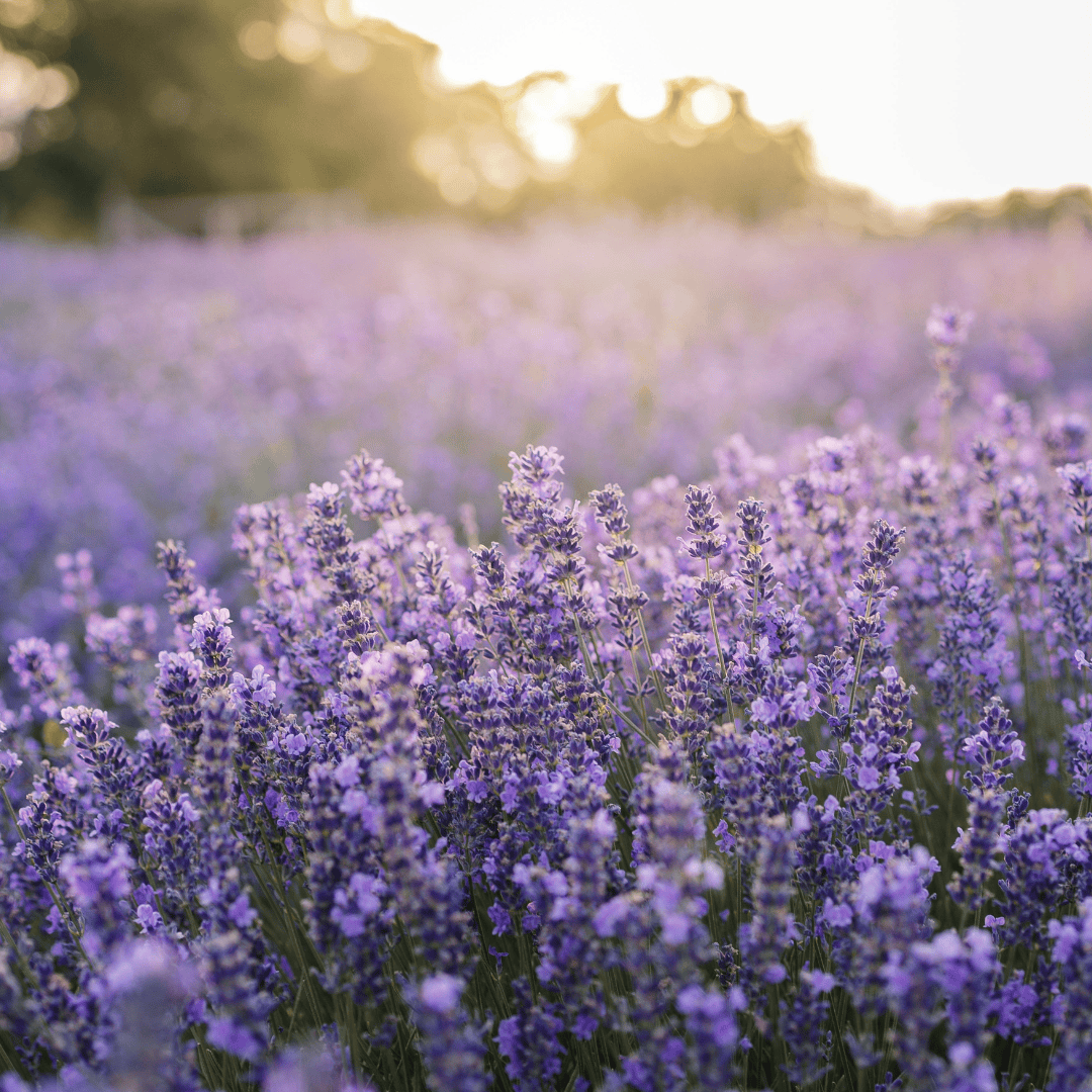 Lavender Fields Natural Goat Milk Soap Bar by Lil Daisy Soaps captures blooming lavenders peaceful essence.