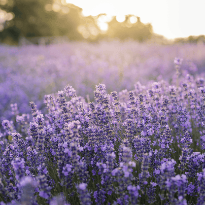 Lavender Fields Natural Goat Milk Soap Bar by Lil Daisy Soaps captures blooming lavenders peaceful essence.